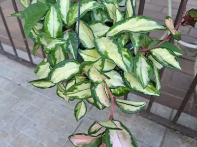 thumbnail hoya carnosa 'rubra'