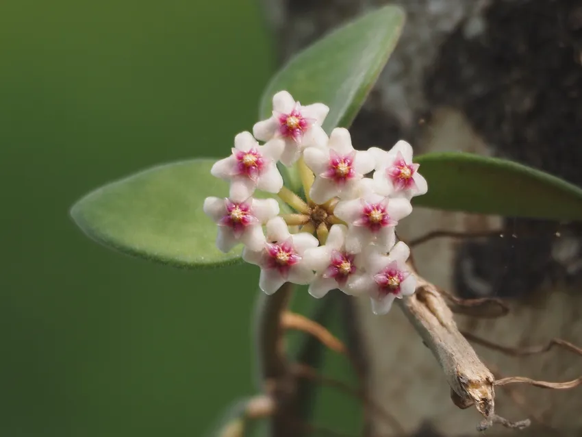 hoya carnosa plant showing characteristic features