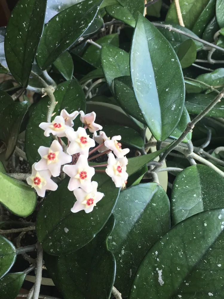 hoya carnosa plant showing characteristic features