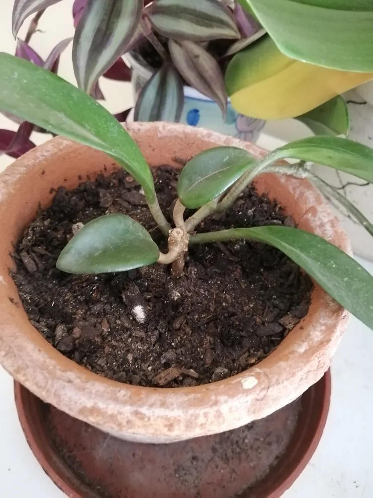 hoya carnosa plant showing characteristic features