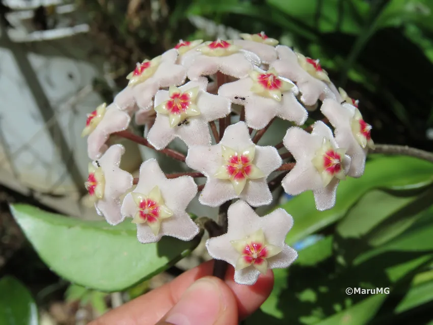 hoya carnosa plant showing characteristic features