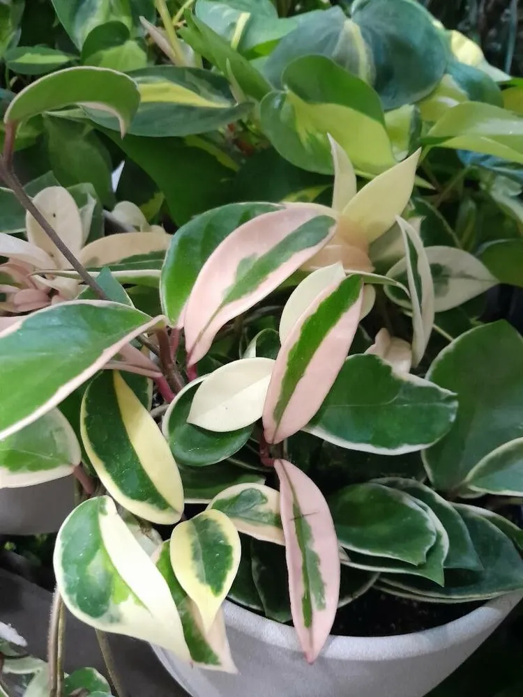 hoya tricolor plant showing characteristic features