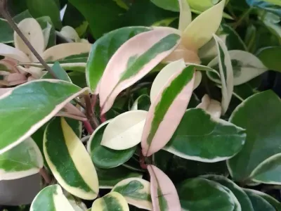 thumbnail hoya carnosa 'tricolor'