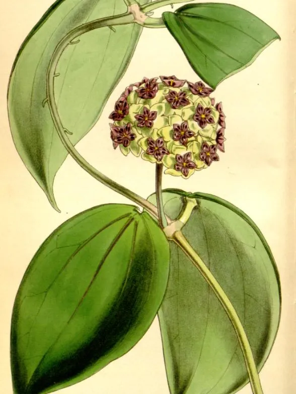 hoya cinnamomifolia plant showing characteristic features