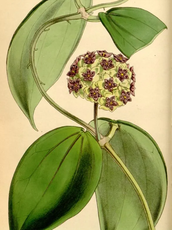 hoya cinnamomifolia plant showing characteristic features
