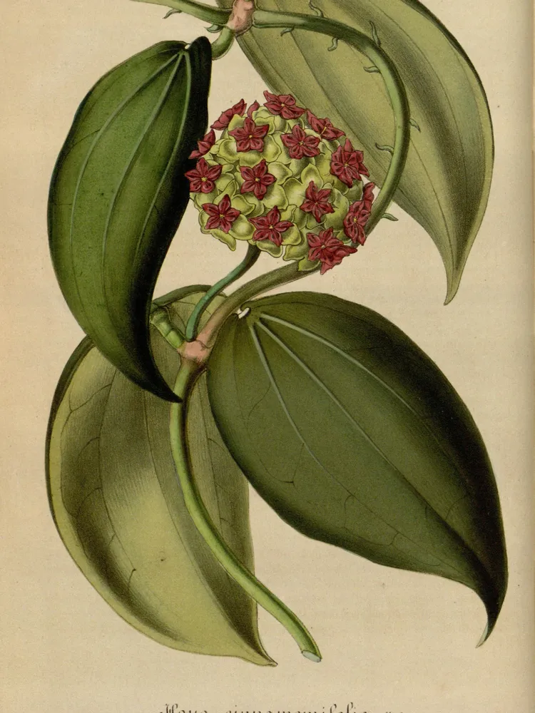 hoya cinnamomifolia plant showing characteristic features