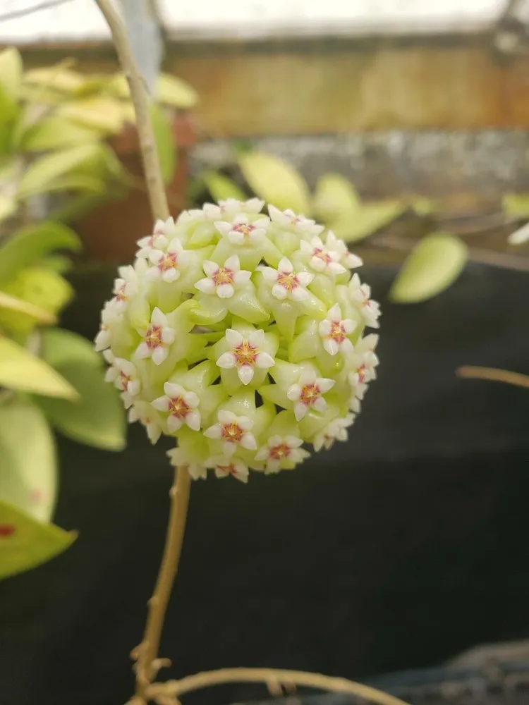 hoya cinnamomifolia plant showing characteristic features