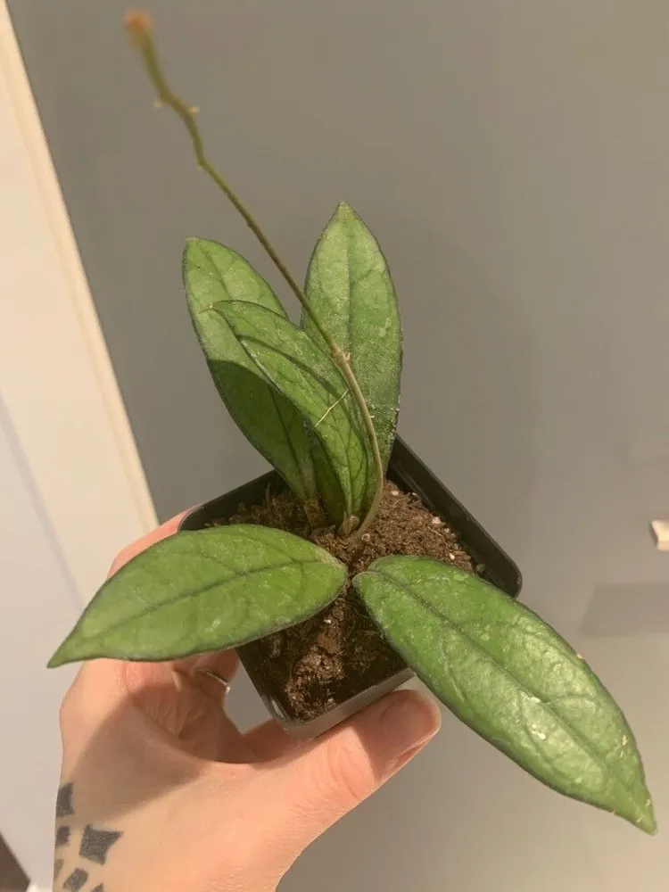hoya crassipetiolata plant showing characteristic features