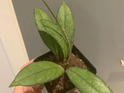thumbnail hoya crassipetiolata