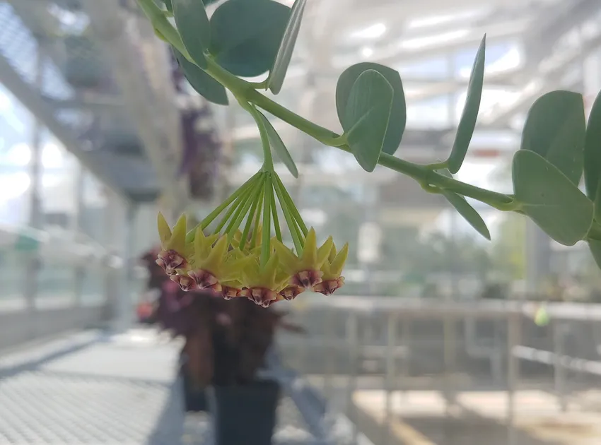 hoya cumingiana plant showing characteristic features