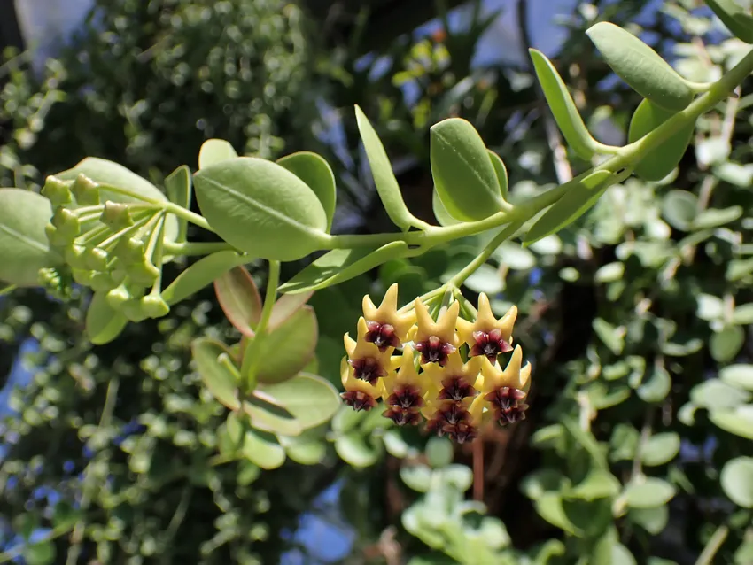 hoya cumingiana plant showing characteristic features