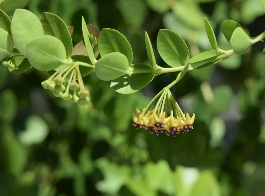 hoya cumingiana plant showing characteristic features