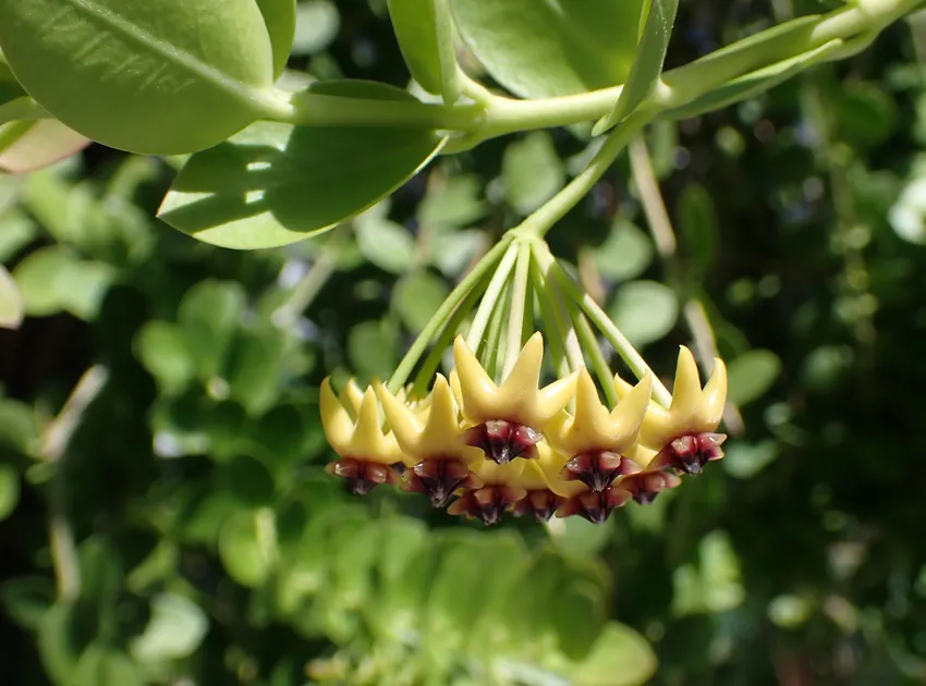 hoya cumingiana plant showing characteristic features