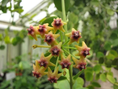 thumbnail hoya cumingiana