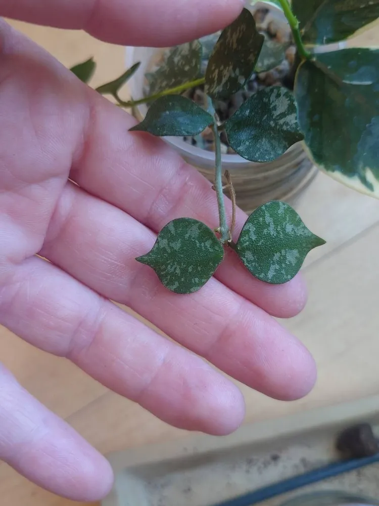 hoya curtisii plant showing characteristic features