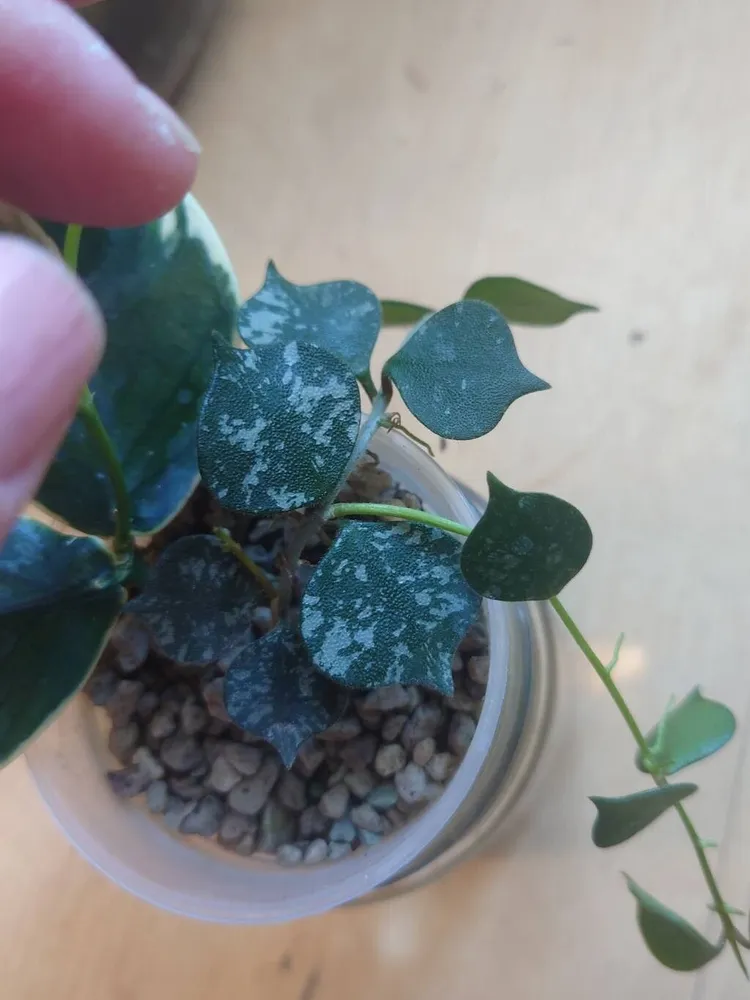 hoya curtisii plant showing characteristic features