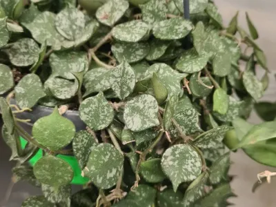 thumbnail hoya curtisii