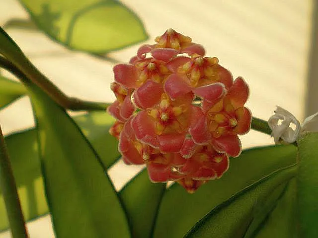 hoya davidcummingii plant showing characteristic features