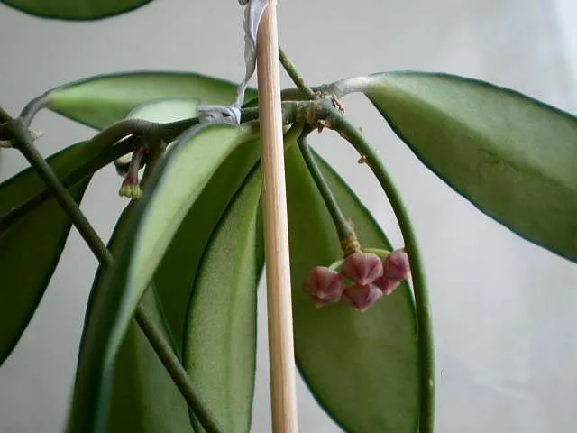hoya davidcummingii plant showing characteristic features