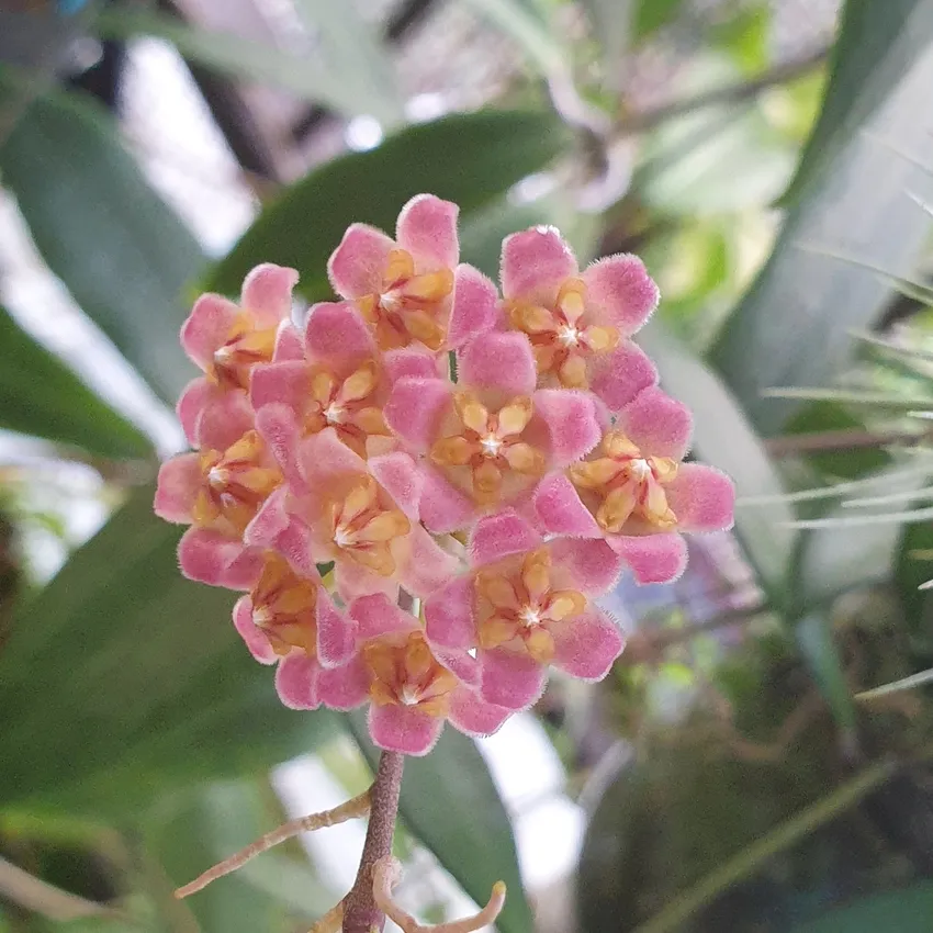 hoya davidcummingii plant showing characteristic features