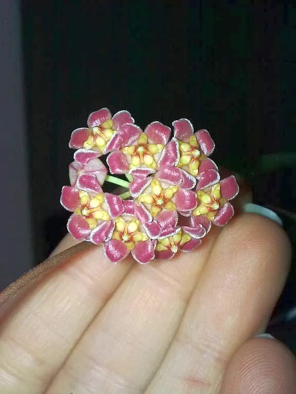 hoya davidcummingii plant showing characteristic features