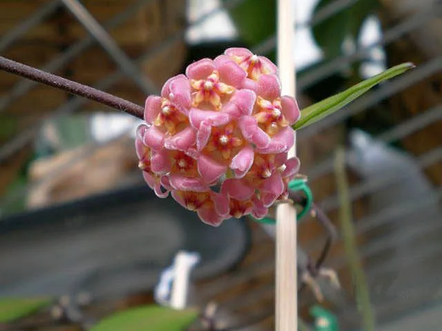 hoya davidcummingii plant showing characteristic features