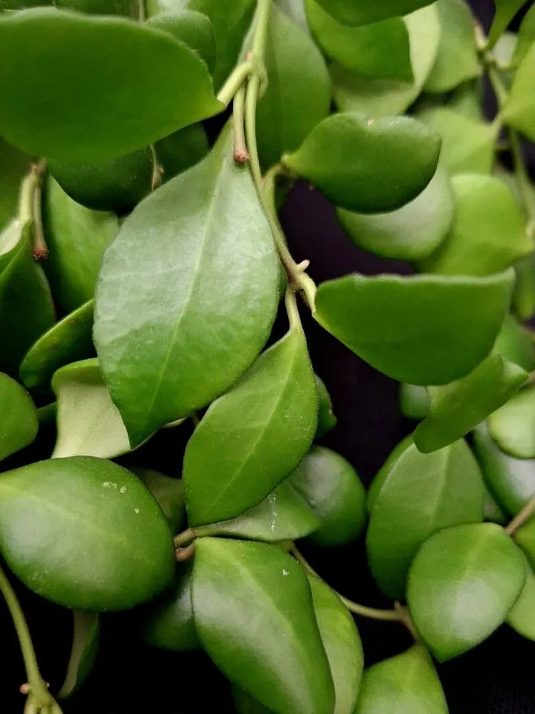 hoya heuschkeliana plant showing characteristic features