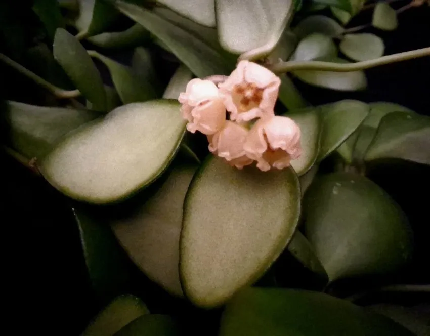 hoya heuschkeliana plant showing characteristic features