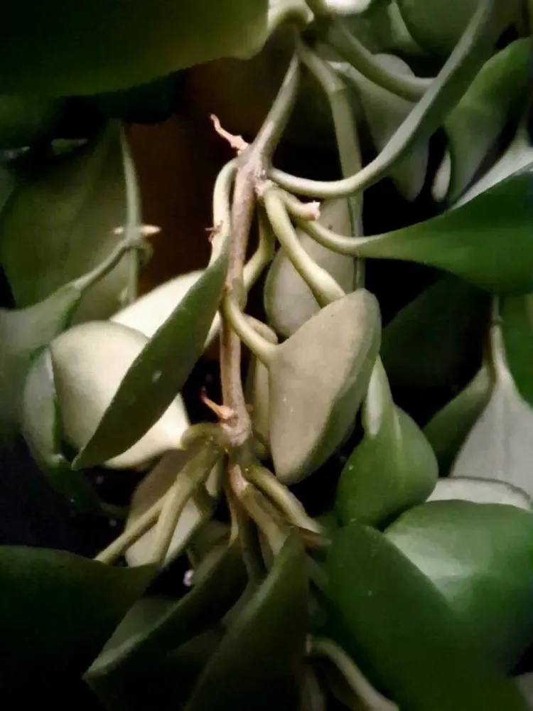 hoya heuschkeliana plant showing characteristic features