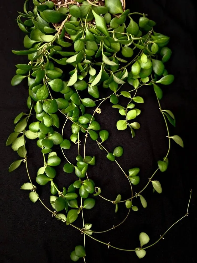 hoya heuschkeliana plant showing characteristic features