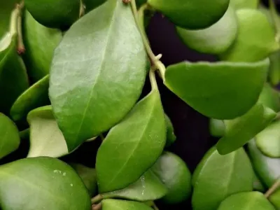 thumbnail hoya heuschkeliana