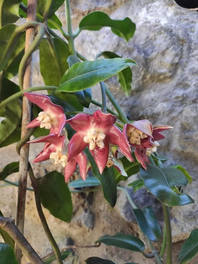 hoya imperialis plant showing characteristic features