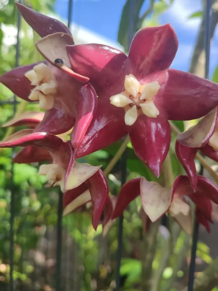 hoya imperialis plant showing characteristic features