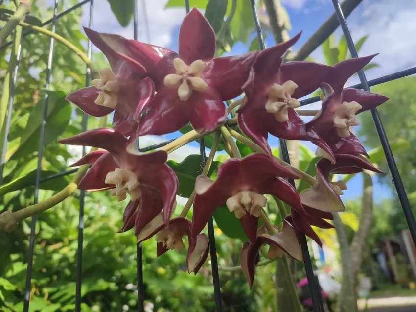 hoya imperialis plant showing characteristic features