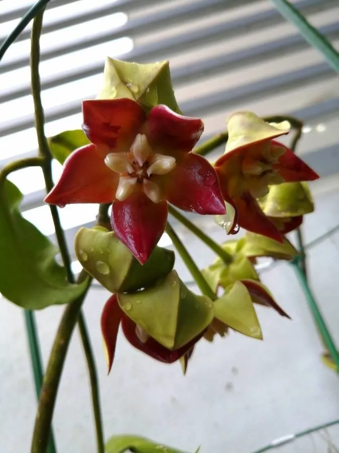 hoya imperialis plant showing characteristic features