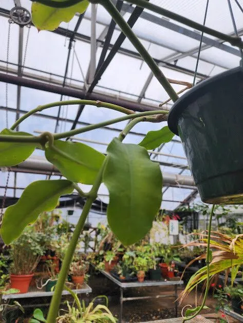 hoya imperialis plant showing characteristic features