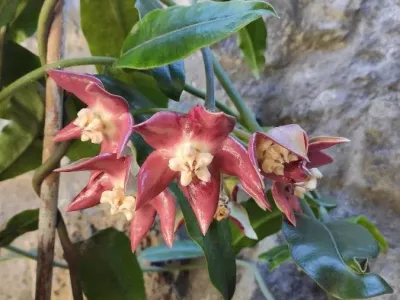 thumbnail hoya imperialis