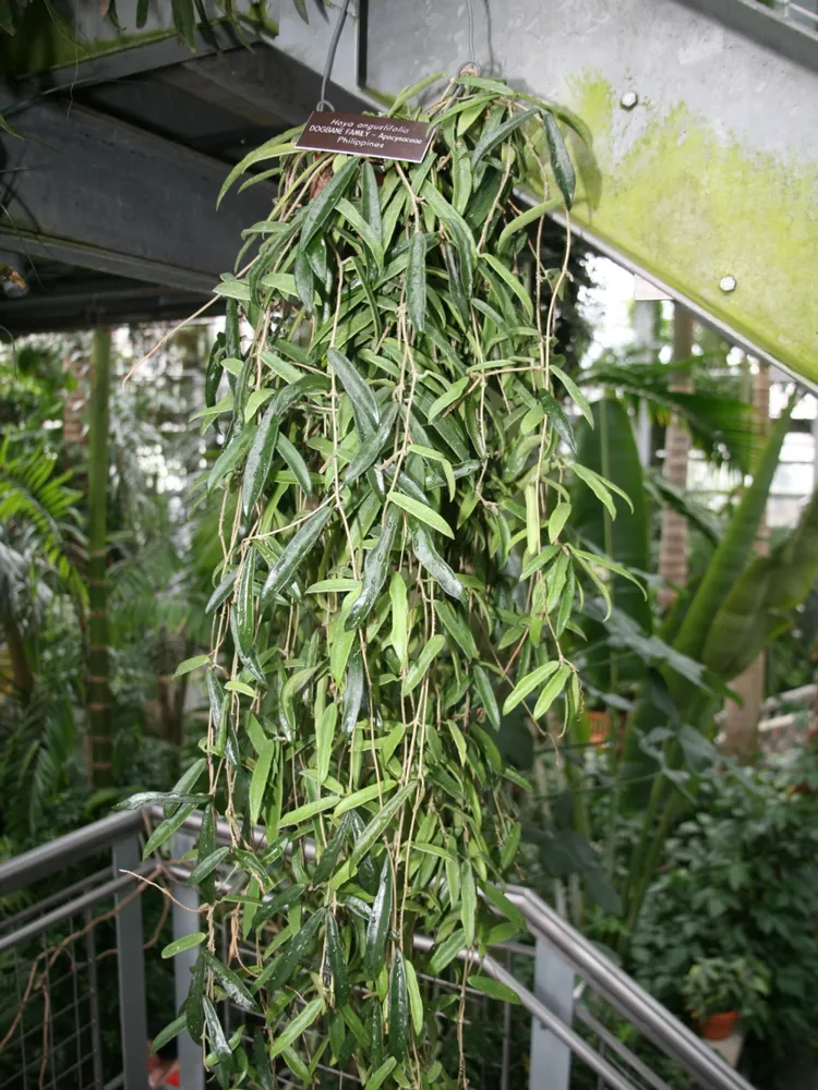 Plante hoya kentiana montrant ses caractéristiques typiques