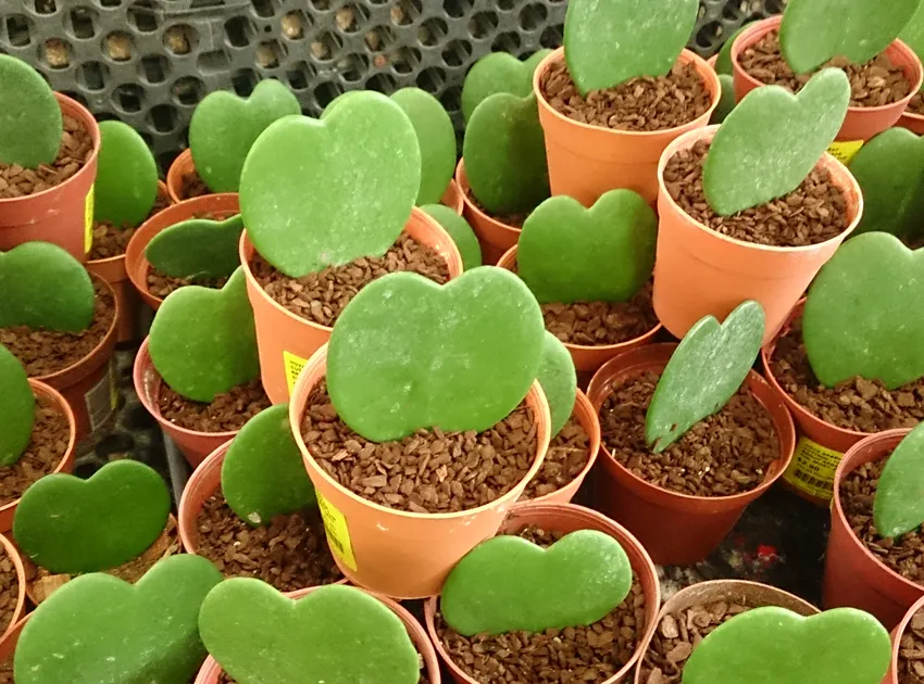 hoya kerrii plant showing characteristic features