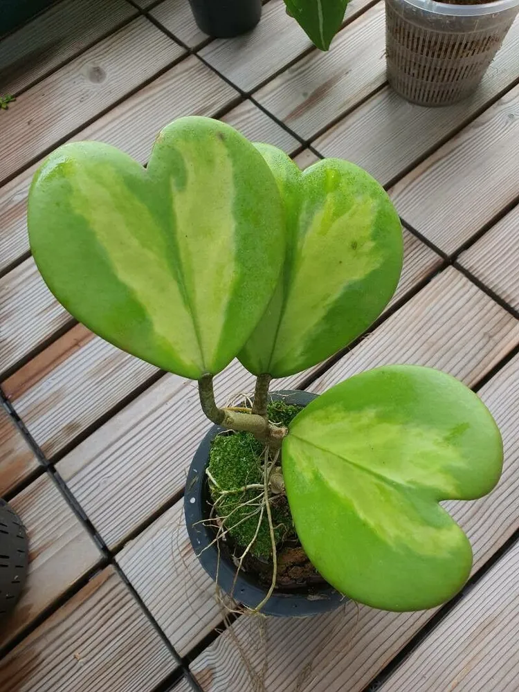 hoya reverse variegata plant showing characteristic features
