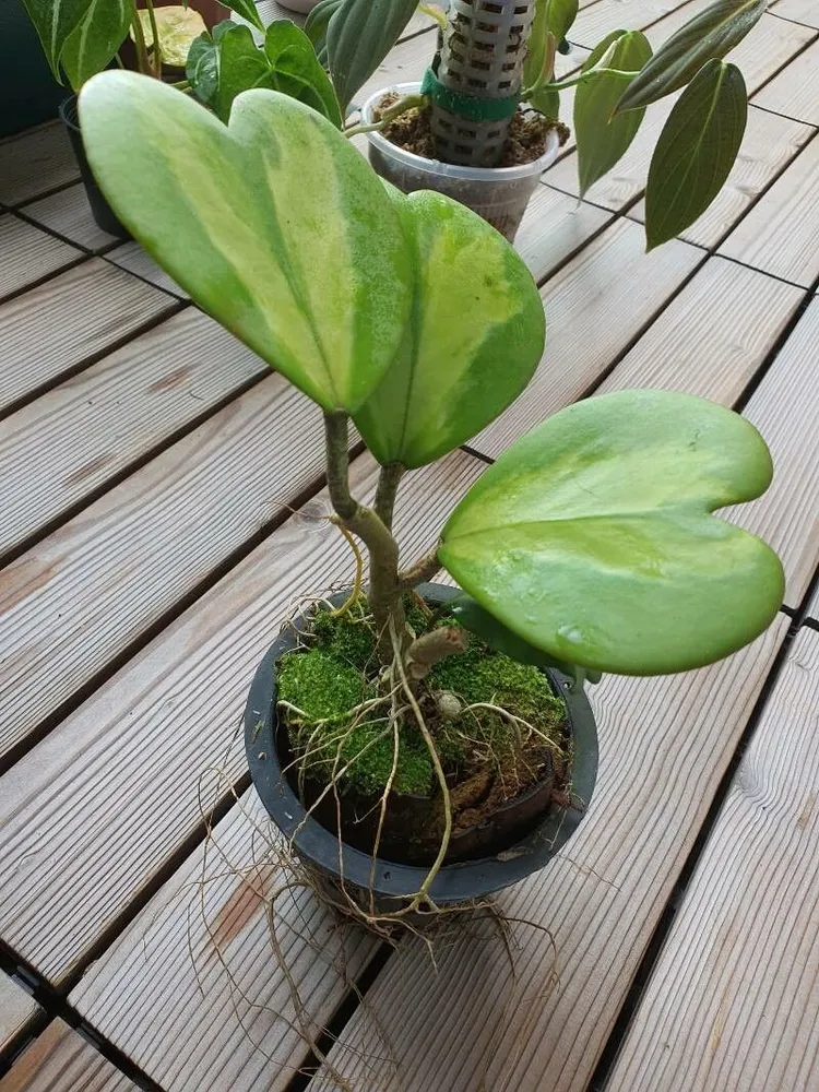 hoya reverse variegata plant showing characteristic features