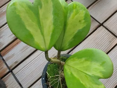 hoya reverse variegata thumbnail