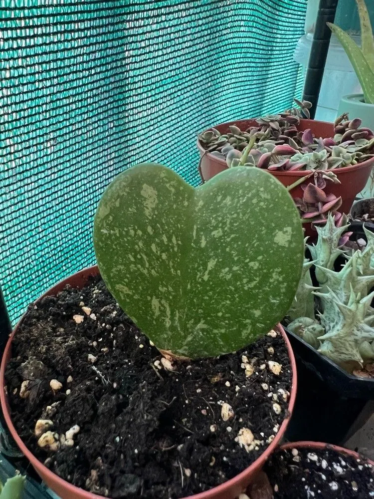 hoya splash plant showing characteristic features