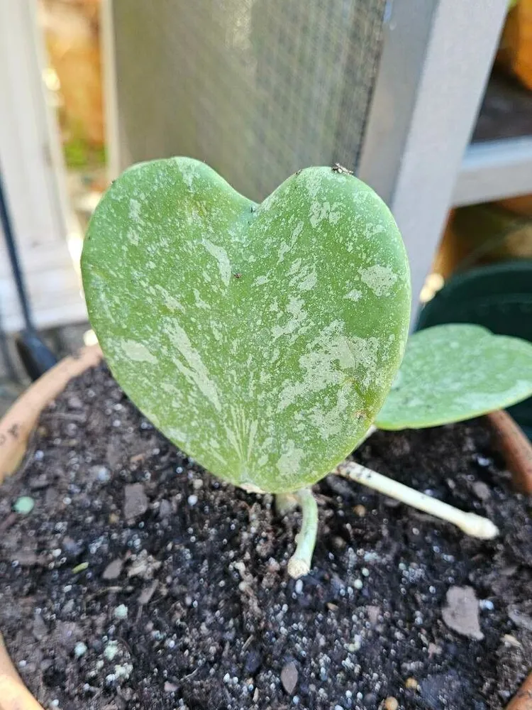 hoya splash plant showing characteristic features
