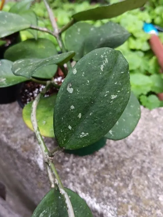 hoya splash plant showing characteristic features