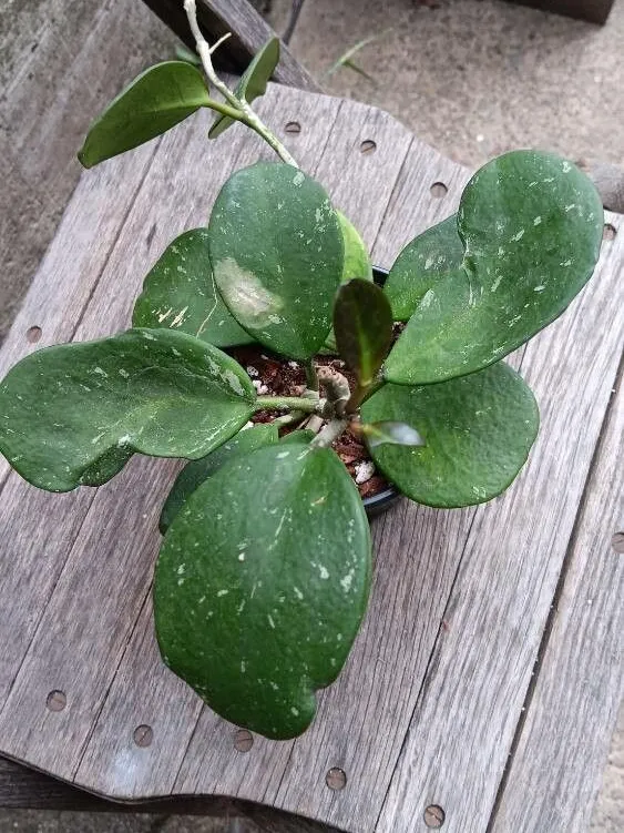 hoya splash plant showing characteristic features