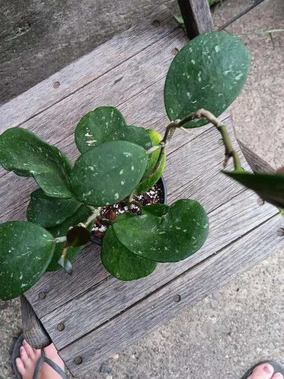 hoya splash plant showing characteristic features