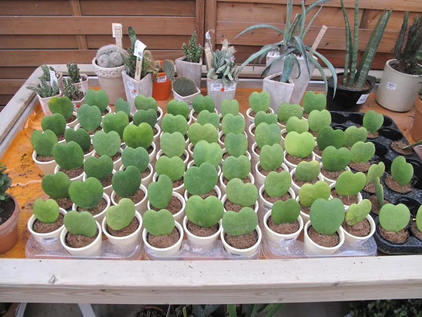 hoya kerrii plant showing characteristic features