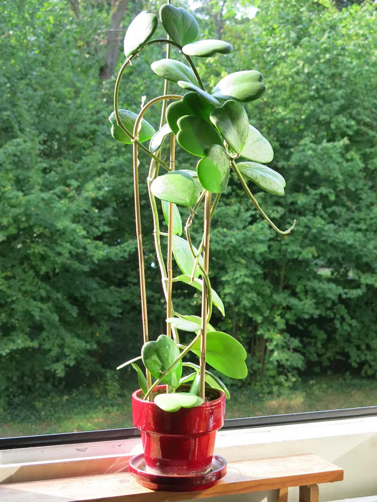 hoya kerrii plant showing characteristic features
