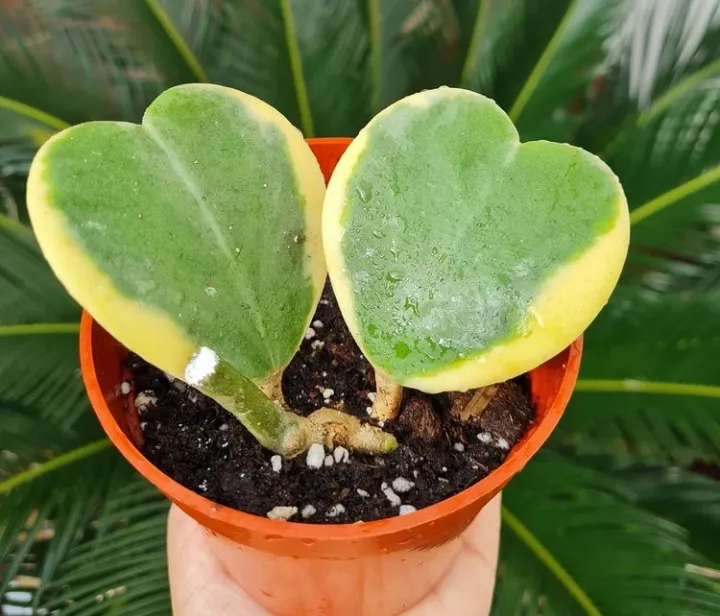 hoya kerrii plant showing characteristic features